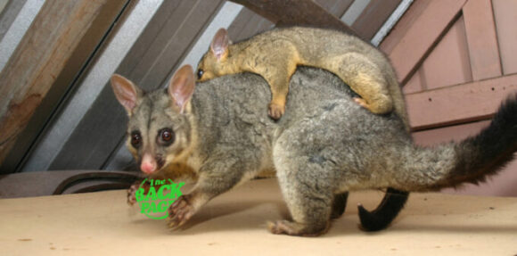 Possums are cute. Flesh Biology Diagrams